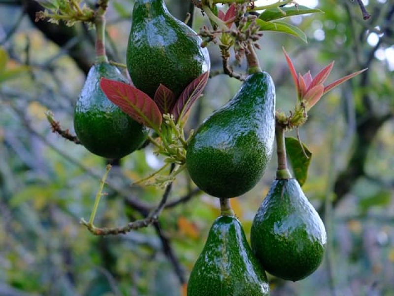 Avocato