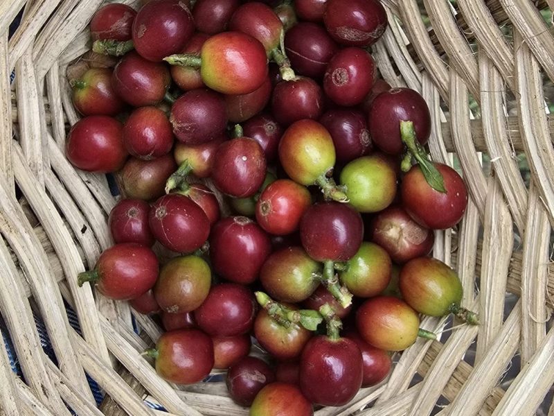 Kaffibaunir tíndar í Salento